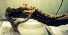 new snake