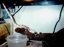new snake