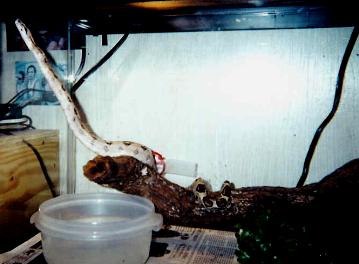new snake