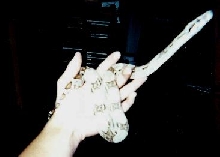 new snake