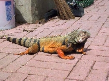 day in the backyard