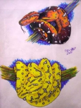 tree pythons