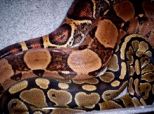 my snakes