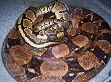 MY Snakes.