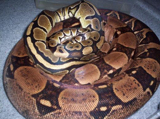 MY Snakes.