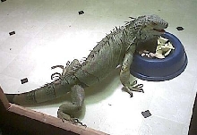 sunny eating
