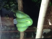 sorong  "Ginger"