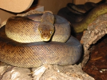 adult male mackots python