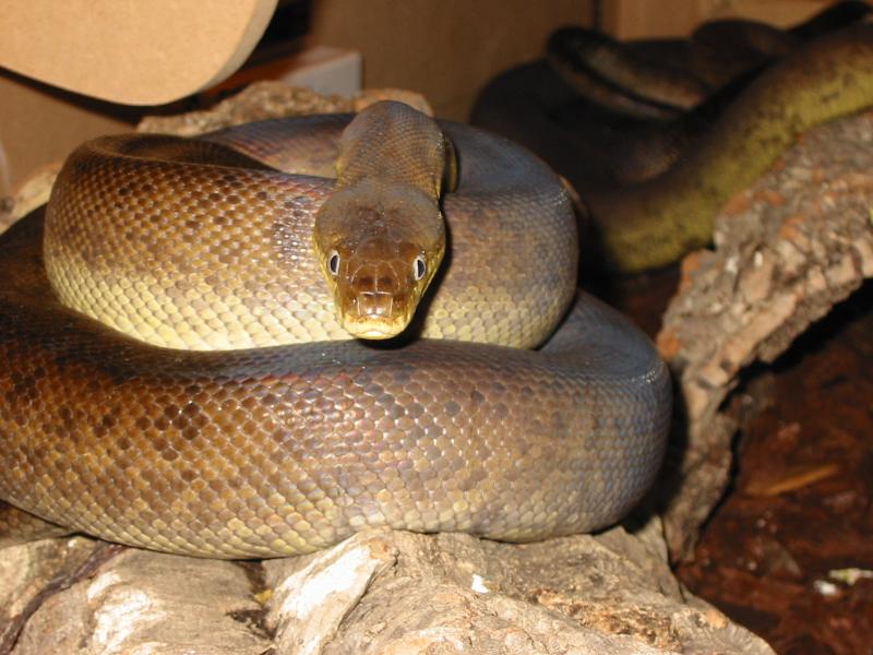adult male mackots python
