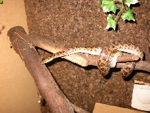 Male Spotted