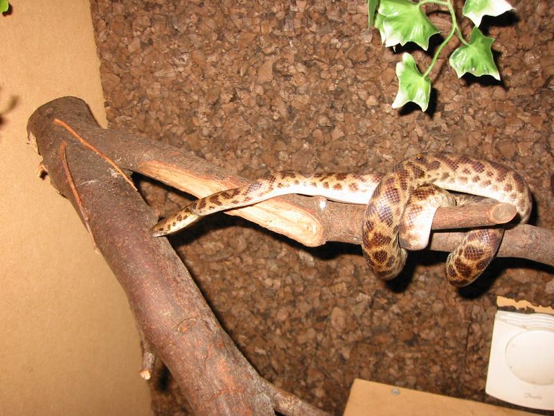 Male Spotted
