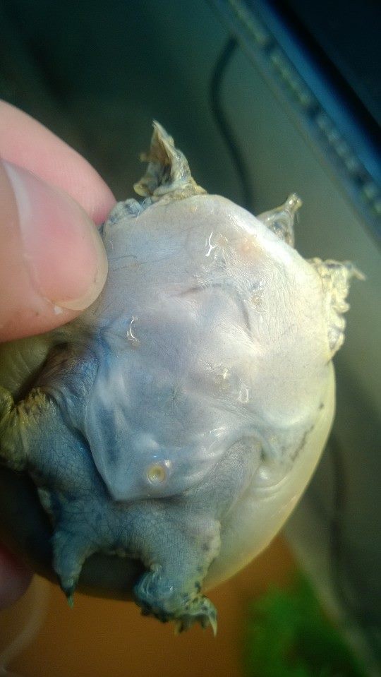 turtle belly