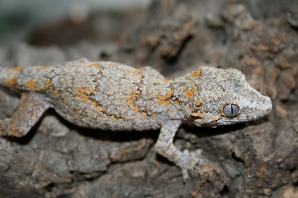 Orange blotched Gargoyle