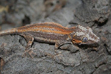 Orange striped Gargoyle