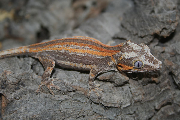 Orange striped Gargoyle
