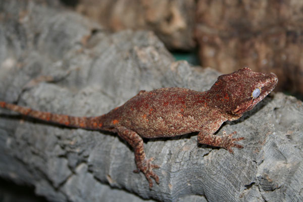 Red blotched Gargoyle
