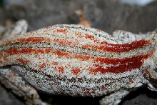 Red striped Gargoyle