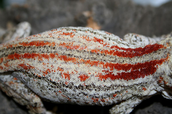 Red striped Gargoyle
