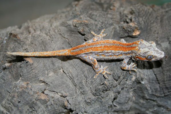 Orange striped Gargoyle