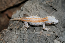 Orange striped Gargoyle