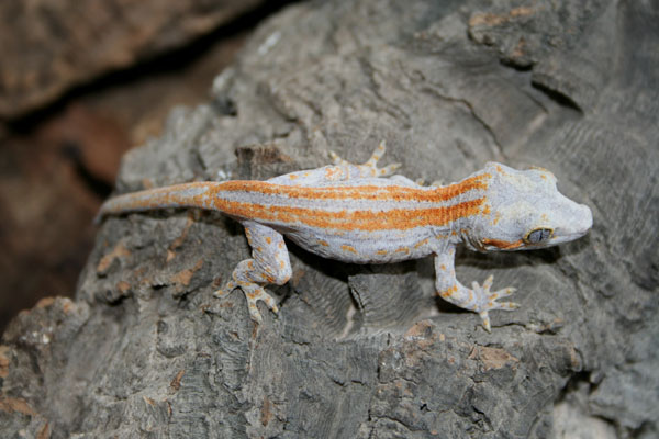 Orange striped Gargoyle