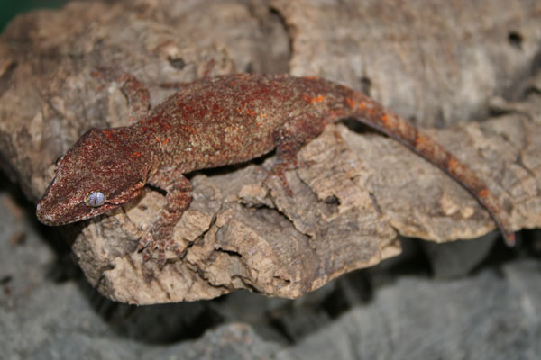 Red blotched Gargoyle
