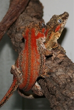 Mating orange striped gargoyles
