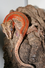 Cleaning up after mating