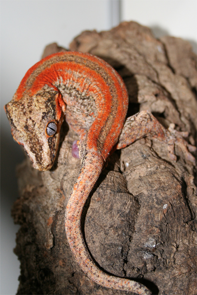 Cleaning up after mating