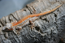Rhacodactylus Auriculatus