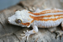 Rhacodactylus Auriculatus