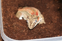 Rhacodactylus Auriculatus