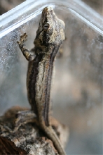 Rhacodactylus Auriculatus