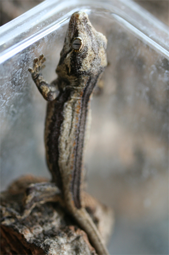 Rhacodactylus Auriculatus