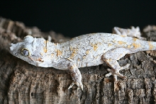 Rhacodactylus Auriculatus