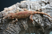 Rhacodactylus Auriculatus