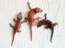breeding group striped red/orange gargoyle