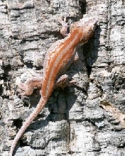 orange striped gargoyle male