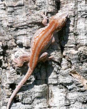 orange striped gargoyle male