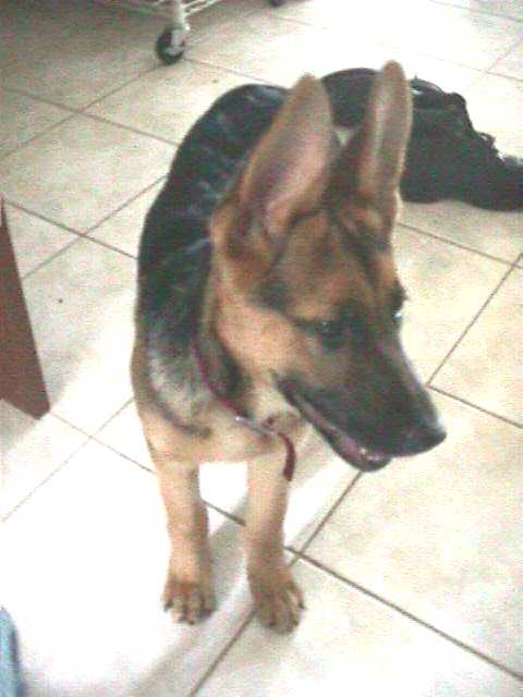 Danka
