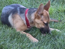 where's my bone?