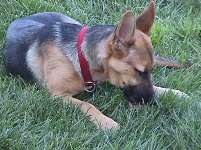 where's my bone?