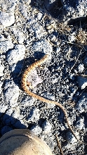 m. multicarinata, San Luis Obispo