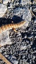 m. multicarinata, San Luis Obispo