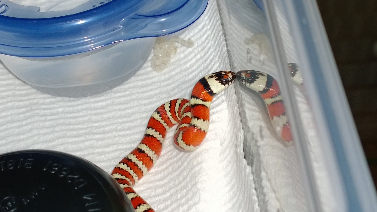 juarez z. agalma shedding
