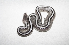 axanthic genetic stripe female