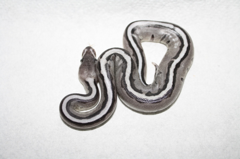 axanthic genetic stripe female