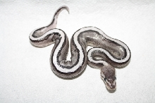 axanthic genetic stripe male