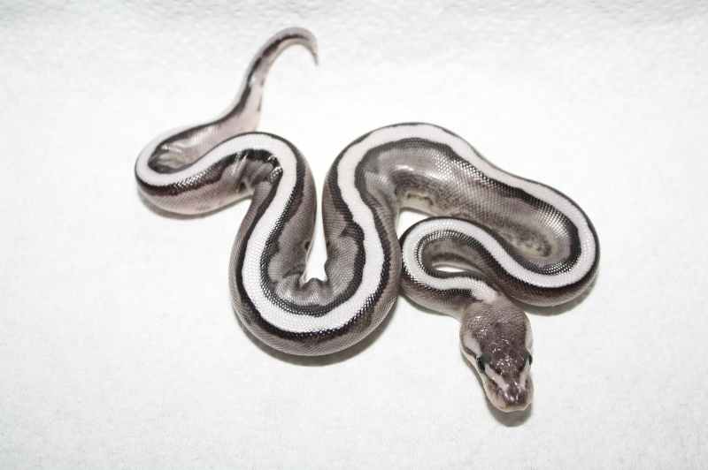 axanthic genetic stripe male