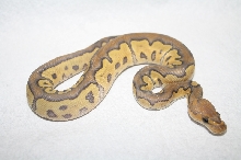 hypo clown female